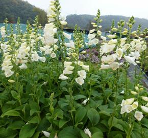 Náprstník červený 'Virtuoso White' - Digitalis purpurea 'Virtuoso White'