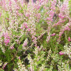 Vřes obecný 'Red Star' - Calluna vulgaris 'Red Star'