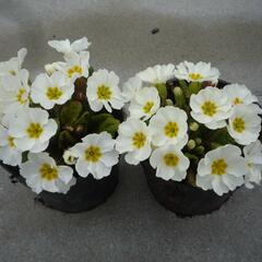 Prvosenka 'Wanda White' - Primula juliae 'Wanda White'