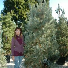 Borovice lesní 'Glauca' - Pinus sylvestris 'Glauca'