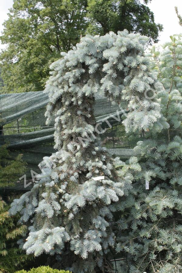 Smrk 'Kosteriana Glauca' - Picea pungens 'Kosteriana Glauca'