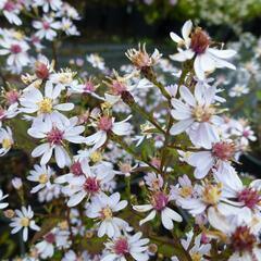 Hvězdnice srdcolistá 'Ideal' - Aster cordifolius 'Ideal'