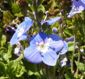 Rozrazil 'Blue Reflection' - Veronica hybrida 'Blue Reflection'