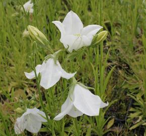 Zvonek broskvolistý 'Takion White' - Campanula persicifolia 'Takion White'