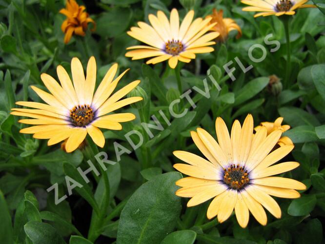 Dvoutvárka 'Cape Daisy Yellow Halo' - Osteospermum ecklonis 'Cape Daisy Yellow Halo'