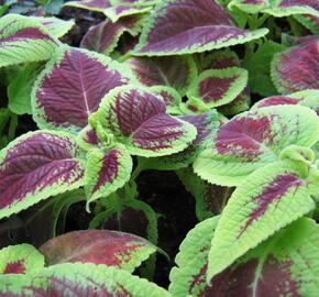 Pochvatec, Pokojová kopřiva 'Mosaic Burgundy Velvet' - Coleus blumei 'Mosaic Burgundy Velvet'