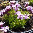 Silenka bezlodyžná 'Floribunda' - Silene acaulis 'Floribunda'