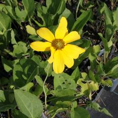 Třapatka lesklá 'Juligold' - Rudbeckia nitida 'Juligold'