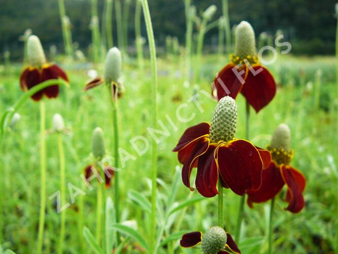 Ratibida - Ratibida columnaris var. pulcherrima