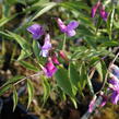 Hrachor jarní - Lathyrus vernus