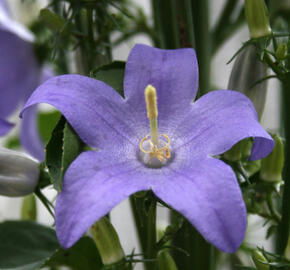 Zvonek jehlanitý - Campanula pyramidalis