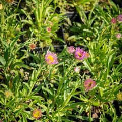 Hvězdnice alpská 'Pinkie' - Aster alpinus 'Pinkie'