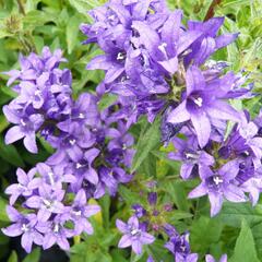 Zvonek klubkatý 'Dahurica' - Campanula glomerata 'Dahurica'