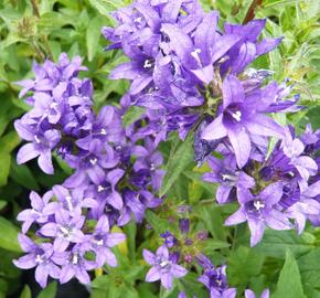 Zvonek klubkatý 'Dahurica' - Campanula glomerata 'Dahurica'