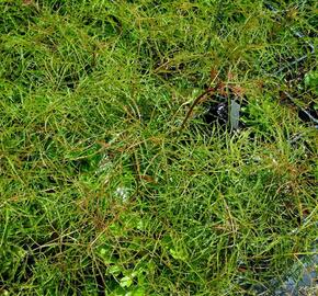 Udatna lesní 'Kneiffii' - Aruncus dioicus 'Kneiffii'