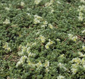 Stříbřenka klubíčkatá - Paronychia kapela ssp.serpyllifolia