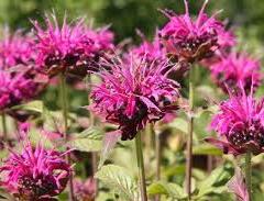 Zavinutka trubkovitá 'Lederstrumpf' - Monarda fistulosa 'Lederstrumpf'