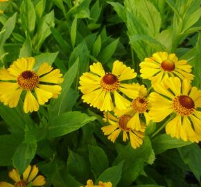 Záplevák 'Goldrausch' - Helenium 'Goldrausch'