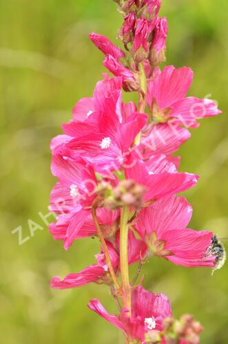 Slézovník 'William Smith' - Sidalcea 'William Smith'