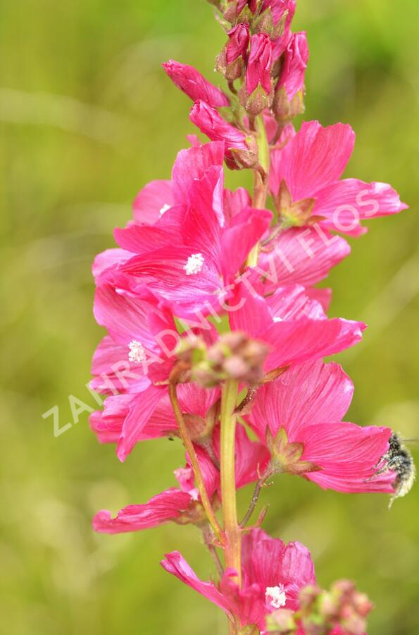 Slézovník 'William Smith' - Sidalcea 'William Smith'