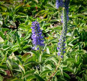 Rozrazil klasnatý 'Blue Carpet' - Veronica spicata 'Blue Carpet'