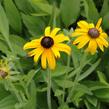 Třapatka zářivá (neumannii) - Rudbeckia fulgida var. speciosa (neumannii)