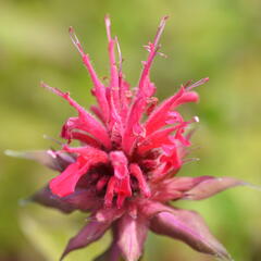 Zavinutka podvojná 'Rote Töne' - Monarda didyma 'Rote Töne'