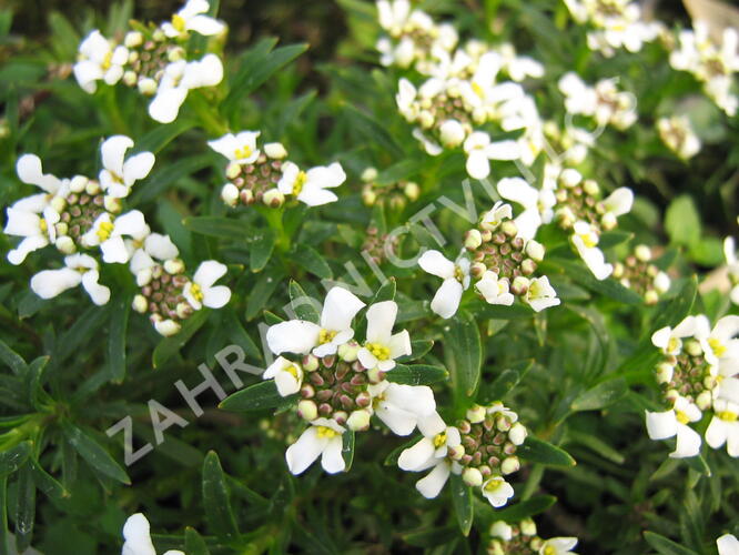 Iberka 'Tahoe' - Iberis sempervirens 'Tahoe'