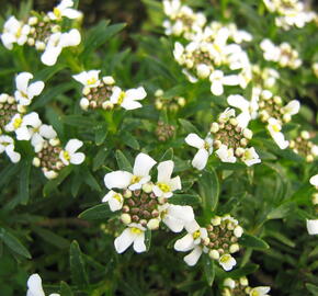 Iberka vždyzelená 'Tahoe' - Iberis sempervirens 'Tahoe'