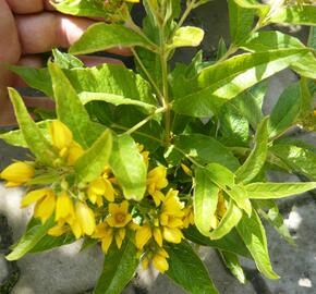 Vrbina - Lysimachia vulgaris