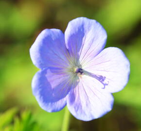 Kakost himalájský 'Irish Blue' - Geranium himalayense 'Irish Blue'