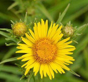 Oman mečolistý - Inula ensifolia