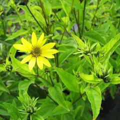 Slunečnice 'Lemon Queen' - Helianthus microcephalus 'Lemon Queen'