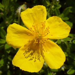 Devaterník 'Sterntaler' - Helianthemum 'Sterntaler'