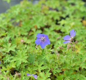 Kakost himalájský 'Alpinum' - Geranium himalayense 'Alpinum'