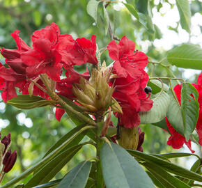 Pěnišník 'Vulcan' - Rhododendron (T) 'Vulcan'