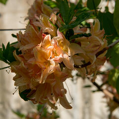 Azalka 'Antilope' - Azalea 'Antilope'