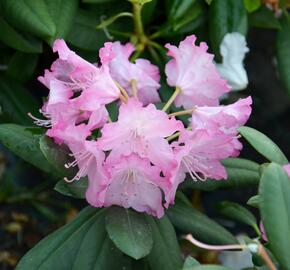 Pěnišník 'Tatjana' - Rhododendron (Y) 'Tatjana'