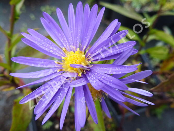 Hvězdnice keříčkovitá 'Blaue Lagune' - Aster dumosus 'Blaue Lagune'