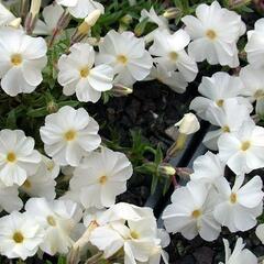 Plamenka 'White Admiral' - Phlox douglasii 'White Admiral'