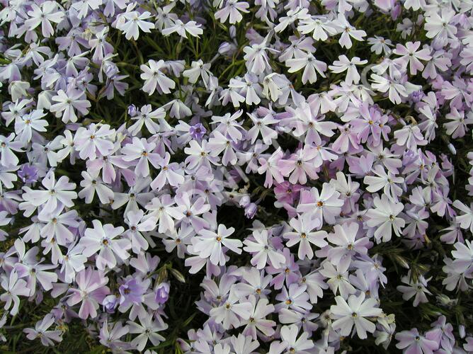 Plamenka šídlovitá 'Emerald Cushion Blue' - Phlox subulata 'Emerald Cushion Blue'