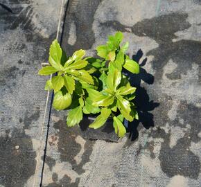 Tlustonitník klasnatý 'Green Sheen' - Pachysandra terminalis 'Green Sheen'