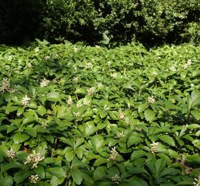 Tlustonitník klasnatý 'Green Carpet' - Pachysandra terminalis 'Green Carpet'