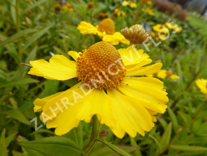 Záplevák podzimní 'Helena Yellow' - Helenium autumnale 'Helena Yellow'