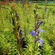 Lobelka - Lobelia sessilifolia