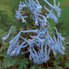 Dymnivka 'Blue Panda' - Corydalis flexuosa 'Blue Panda'