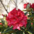 Pěnišník 'Wilgen's Ruby' - Rhododendron (T) 'Wilgen's Ruby'