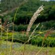 Ozdobnice čínská 'Malepartus' - Miscanthus sinensis 'Malepartus'