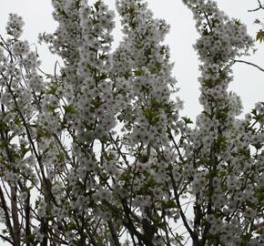 Slivoň vyříznutá 'Umineko' - Prunus incisa 'Umineko'