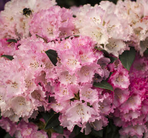 Pěnišník 'Arabelle' - Rhododendron (Y) 'Arabelle'